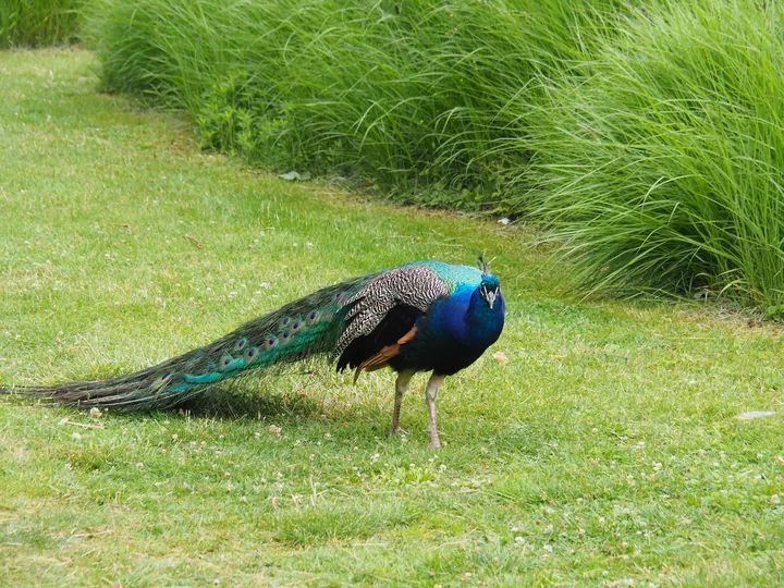 Indian peacock (Pavo cristatus) in Pairi Daiza (Brugelette, Belgium)